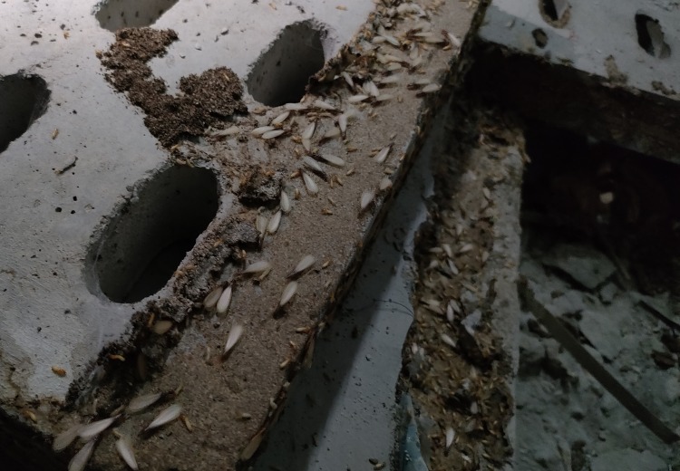 罗浮山白蚁防治-博罗县｛罗浮山电视厨白蚁防治｝家里为什么会有白蚁呢？
