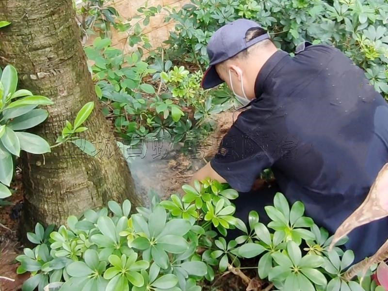 深圳市平湖白蚁防治中心,平湖灭白蚁公司