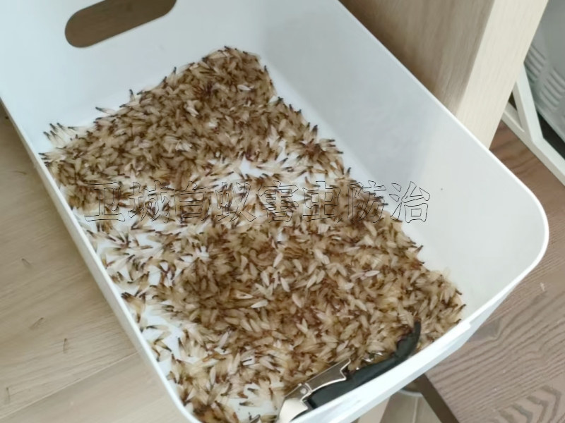 东莞白蚁防治-在发现白蚁(大水蚁)时的处理方法