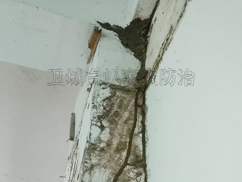 沙井白蚁防治中心电话急你之所急24小时上门服务热线：13713838598