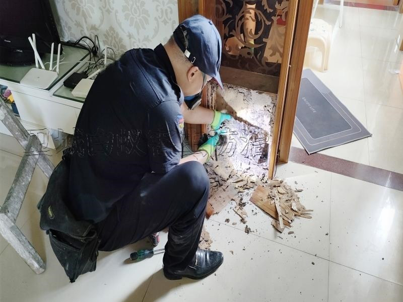 卫城塘厦白蚁防治中心提醒您已进入白蚁分飞期