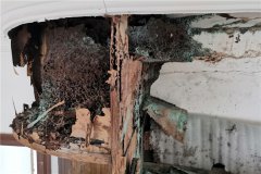 东莞塘厦白蚁防治中心-土栖白蚁对于苗木输出地损害和预防
