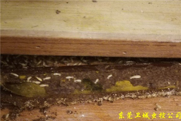 惠城水口白蚁防治卫城虫控专业专注