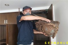 东莞塘厦白蚁预防站-香樟树的诱惑挡不住白蚁侵害