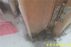 东莞清溪白蚁防治公司:发现白蚁怎么才能找到蚁巢呢